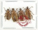 Scientific lot no. 27 Lagriidae (4 pcs A2)
