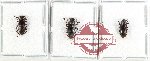 Scientific lot no. 232 Erotylidae (3 pcs - 1 pc A2)