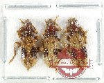Scientific lot no. 133 Cleridae (3 pcs)