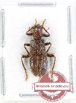 Cleridae sp. 48