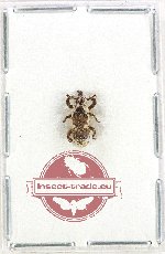 Scientific lot no. 1057 Curculionidae (1 pc)