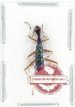 Neocollyris (s.str.) sp. 12