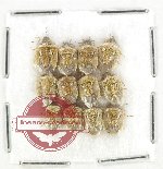 Scientific lot no. 1481 Heteroptera (12 pcs)