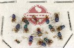 Scientific lot no. 33 Chrysididae (15 pcs)
