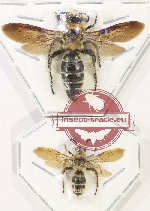 Scientific lot no. 586 Hymenoptera (Campsomerini) (2 pcs - 1 pc A2)