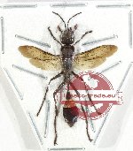 Hoplammophila sp. 1 (A-)