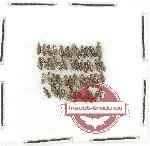 Hydraenidae Scientific lot no. 4 (47 pcs)