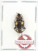 Craspedophorus sp. 5