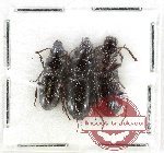 Scientific lot no. 956 Carabidae (3 pcs)