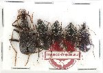 Scientific lot no. 950 Carabidae (5 pcs)