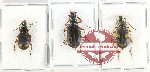 Scientific lot no. 958 Carabidae (Chlaenius spp.) (3 pcs - 1 pc A2)