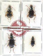 Scientific lot no. 957 Carabidae (Chlaenius spp.) (4 pcs)
