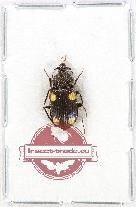 Craspedophorus sp. 6