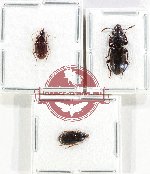 Scientific lot no. 961 Carabidae (3 pcs)