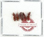 Scientific lot no. 970 Carabidae (Clivina spp.) (5 pcs)