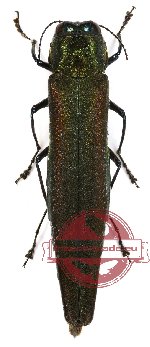 Agrilus lubopetri Jendek, 2000