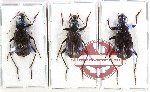 Scientific lot no. 954 Carabidae (Chlaenius spp.) (3 pcs A-, A2)