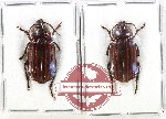 Scientific lot no. 953 Carabidae (Orthogonius sp.) (2 pcs A2)