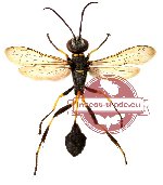 Hymenoptera sp. 14 (SPREAD)