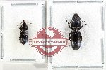 Scientific lot no. 960 Carabidae (Scaritini spp.) (2 pcs)