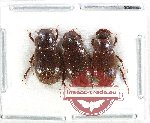 Scientific lot no. 1063 Coprophaga (3 pcs)