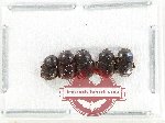 Scientific lot no. 1058 Coprophaga (5 pcs)