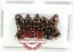 Scientific lot no. 1059 Coprophaga (10 pcs)