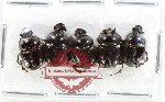 Scientific lot no. 1089 Coprophaga (5 pcs)