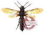 Hymenoptera sp. 33 (SPREAD)