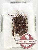 Protaetia (Pseudourbania) zuzanae