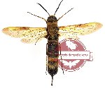 Hymenoptera sp. 42 (SPREAD)