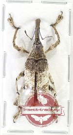 Curculionidae sp. 179 (A-)