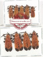 Scientific lot no. 58 Lycidae (9 pcs)