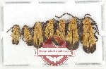 Scientific lot no. 47 Lycidae (7 pcs)