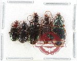 Scientific lot no. 1003 Carabidae (5 pcs)