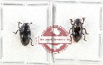 Scientific lot no. 231 Erotylidae (2 pcs - 1 pc A2)