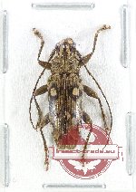 Tmesisternus sp. 27 (A-)