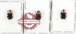 Scientific lot no. 63 Cetoniidae (3 pcs)