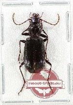 Carabidae sp. 74