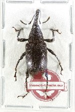 Curculionidae sp. 180
