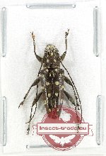 Trigonoptera sp. 13