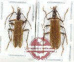 Scientific lot no. 22 Prionoceridae (2 pcs - 1 pc A2)