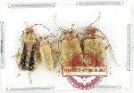 Scientific lot no. 666 Chrysomelidae (4 pcs)