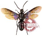 Scoliidae sp. 31 (SPREAD)