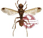 Hymenoptera sp. 53 (SPREAD)