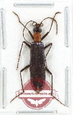 Oedemeridae sp. 11 (A-)