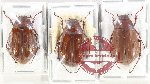 Scientific lot no. 305 Melolonthinae (3 pcs)
