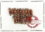Scientific lot no. 212 Scolytidae (16 pcs)