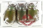Scientific lot no. 422 Rutelinae (3 pcs)