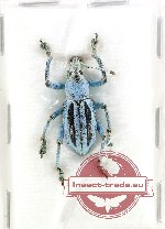 Eupholus marielaurae (AA-)